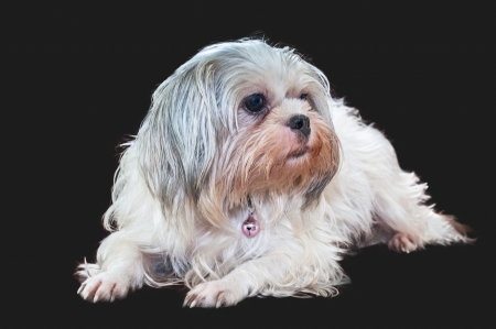 Shih tzu dogの写真素材