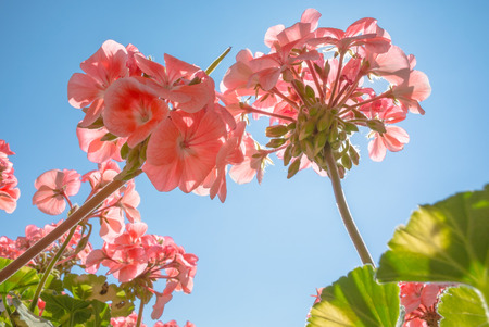 Pink flower on sky