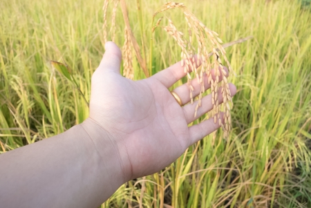 Golden rice on handの写真素材