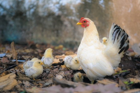 Hen, female chickenの写真素材