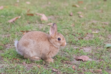 Wild rabbit in the meadow