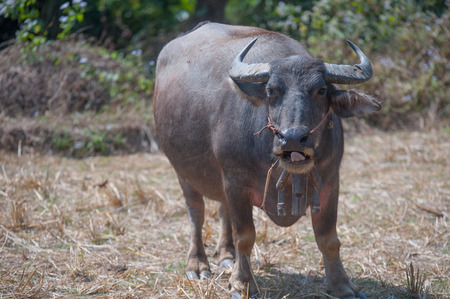 Buffalo eating rice straw in the fields.