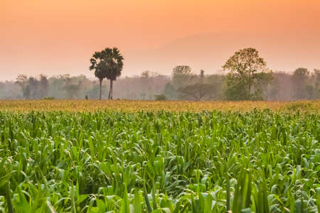 corn farmの写真素材