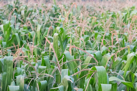 corn farm