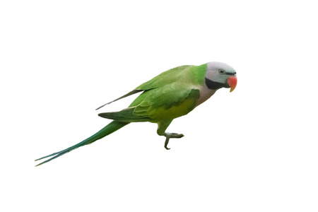 green parrot birdの写真素材