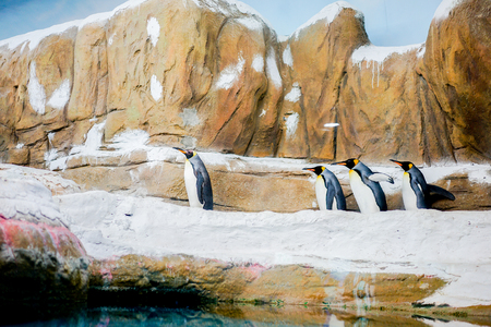 penguins were walking in the row at Teipei zoo.の写真素材