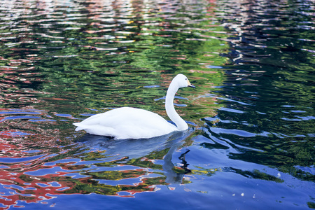 swan swim in black cannelの写真素材