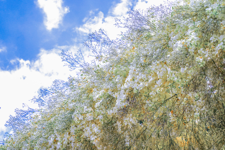 Whiten blooning orchid bouquet decoration on the tree with other yellow orchid.の写真素材