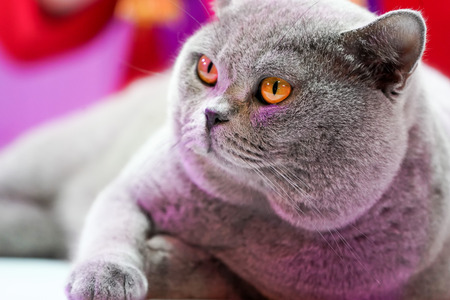 the Thai Korat Cat with the grey fur yellow eyes. It is the winner of tournament beautiful cat competition.の写真素材