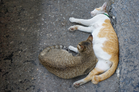 brown and white-orange lovely 2 cats sit and sleep beside together on the street.の写真素材