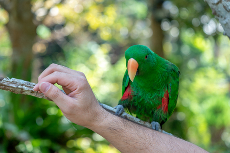 Green parrot hang on and stand on the branch in the forest  bokeh blur  background.の写真素材
