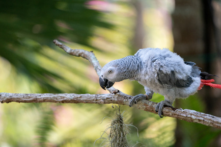Baby African grey parrot with red tail hang on to the branch in the forestの写真素材