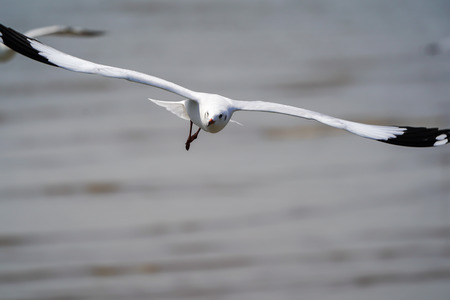the Seagull birds on beach and mangrove forest in Thailand country.