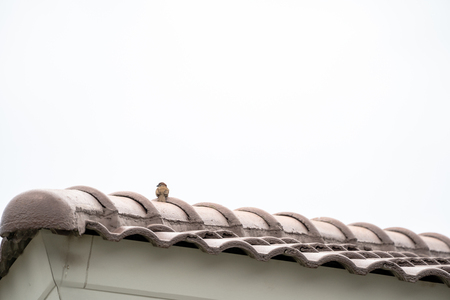 Eurasian tree sparrow backside and hang on to rooftop alone.の写真素材