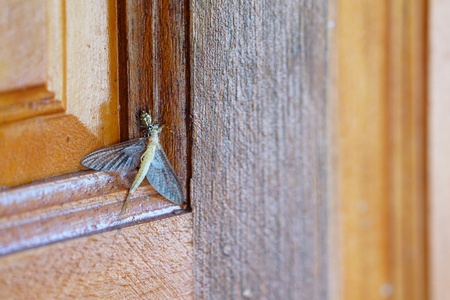 little spider hunts a bigger insect victim on the door.の写真素材