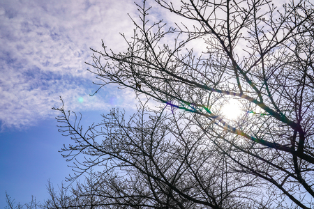 dry branch of tree in summer at Japan with sky background.の写真素材