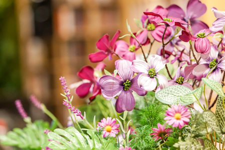 Pink, purple and red flower closeup with library background.の写真素材