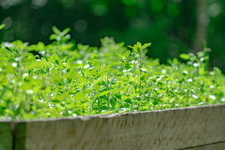 close up growing plant in plantation farm blur background, with hilight sun light in the day.の写真素材