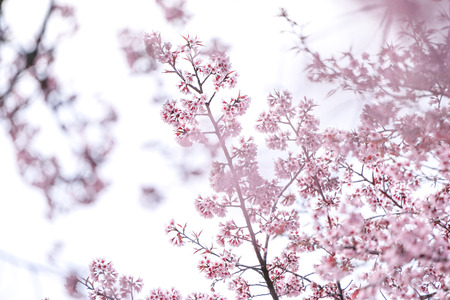 Wild Himalayan Cherry or Prenus Cerasoides, call Nang Phaya Suar Klong tree; the pink flower blossom...