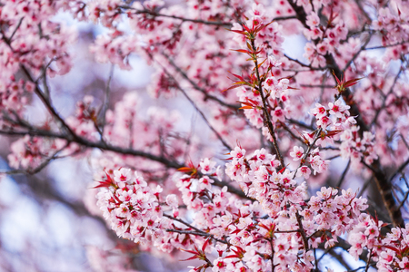 Wild Himalayan Cherry or Prenus Cerasoides, call "Nang Phaya Suar Klong" tree; the pink flower blossom full bloom on all of the tree look like a sakura., Thailand.の写真素材