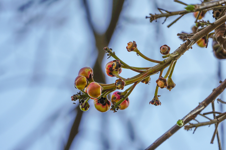 close up sala tree fruit at the branches.の写真素材