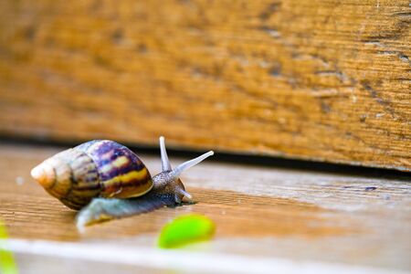 Close up little brown snail is slowly moving on the wooden plateの写真素材