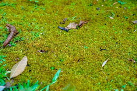 Moss plant on the ground for greenの写真素材
