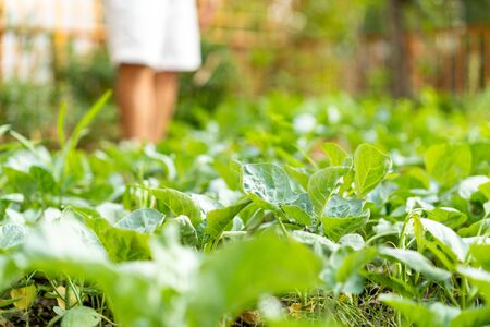 close up Chinese kale in the green garden at noonの写真素材