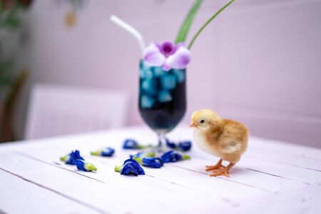 a yellow little chick with butterfly pea water and ice in a champagne glass is decorated by orchid and pandan leaf. It's shown and displayed on a pastel pink wood table in front of the cement wall.の写真素材