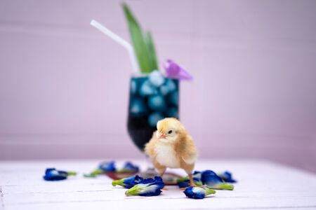 a yellow little chick with butterfly pea water and ice in a champagne glass is decorated by orchid and pandan leaf. It's shown and displayed on a pastel pink wood table in front of the cement wall.の写真素材