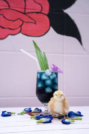 a yellow little chick with butterfly pea water and ice in a champagne glass is decorated by orchid and pandan leaf. It's shown and displayed on a pastel pink wood table in front of the cement wall.の写真素材