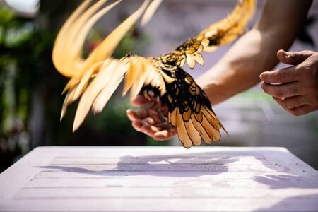 Backside Sebright Chick spreads the wings and hangs on to the human hand on the wood table in outdoor light.の写真素材