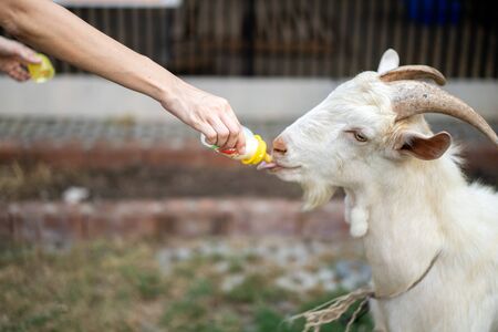 White goat is feeded by human with the baby bottle of milk.