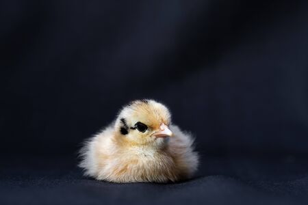 Baby Mini Cochin Chick on dark blue cloth background in studio light.