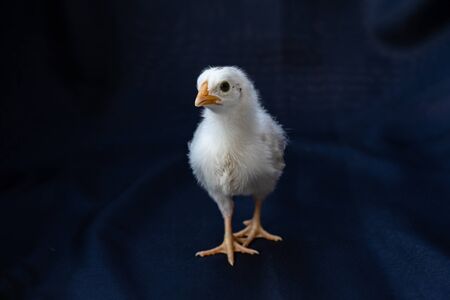 baby Hamburg Chicken is standing on dark cloth blue background.の写真素材