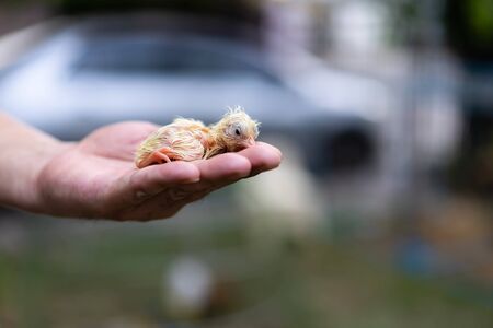 Adorable Leghorn chick on human man hand in outdoor light with blur background.の写真素材