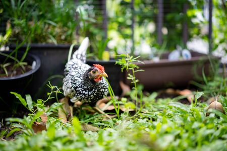 close up to Silver white Male SeBright Chick in the blur bokeh green garden background.の写真素材