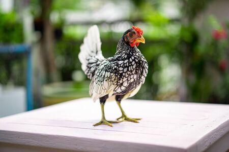 close up to Silver white Male SeBright Chick in the blur bokeh green garden background.の写真素材