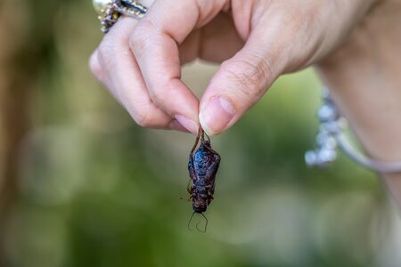 close up to female hand is holding the freezed Cricket for food