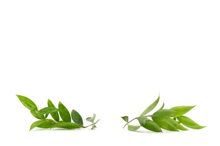 Isolated leaves and branches are laid on the white background in studio lightの写真素材