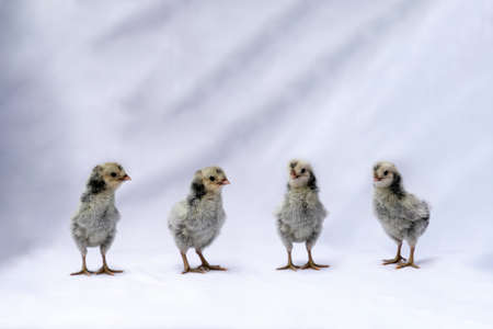 5 SeBright Chicken Team stands in the row in front of the red cloth background.