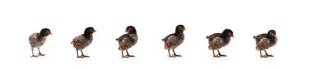 Isolated Cute black brown baby Appenzeller Chicks set on the row on white clear background studio light.の写真素材