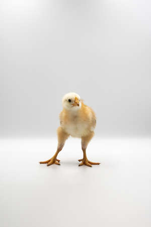 Isolated Little Rhode Island Red baby chicken team stand in a row on solid white clear background in studio light.の写真素材