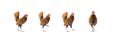 Four isolated Brown SeBright Chicken on the white background in studiolightの写真素材
