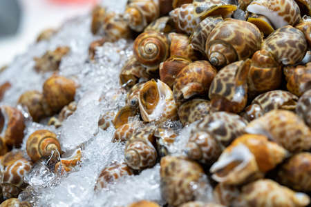 fresh River Snail on freeze ice for sales and cook in local Thai Fresh Market.の写真素材