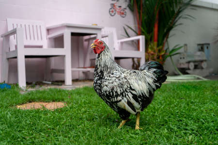 white Wyandotte Chicken on the grass fieldの写真素材