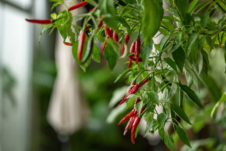 Chili Tree decoration in the beautiful gaden at night.の写真素材