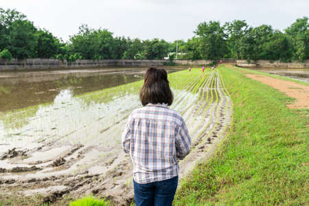 Asian farmer header Inspects and controls all farmerin  transplant rice seedlings process in paddy rice field with tired exhaustion.の写真素材