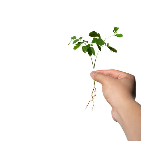 Sapling with root is hold on the man hand on white background., Clipping Paths.の写真素材