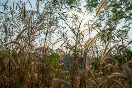 the poaceae silhouette grass flower at the outdoor field for nature background.